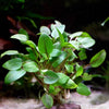 cryptocoryne mini round aquarium plant flowing in water