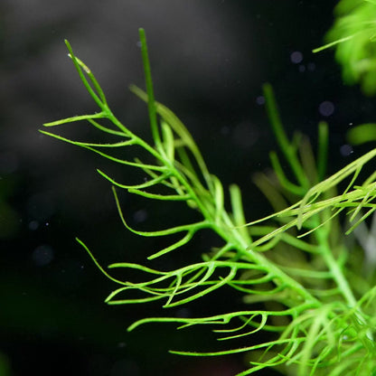hygrophila balsamica aquarium stem plant leaf flowing in water