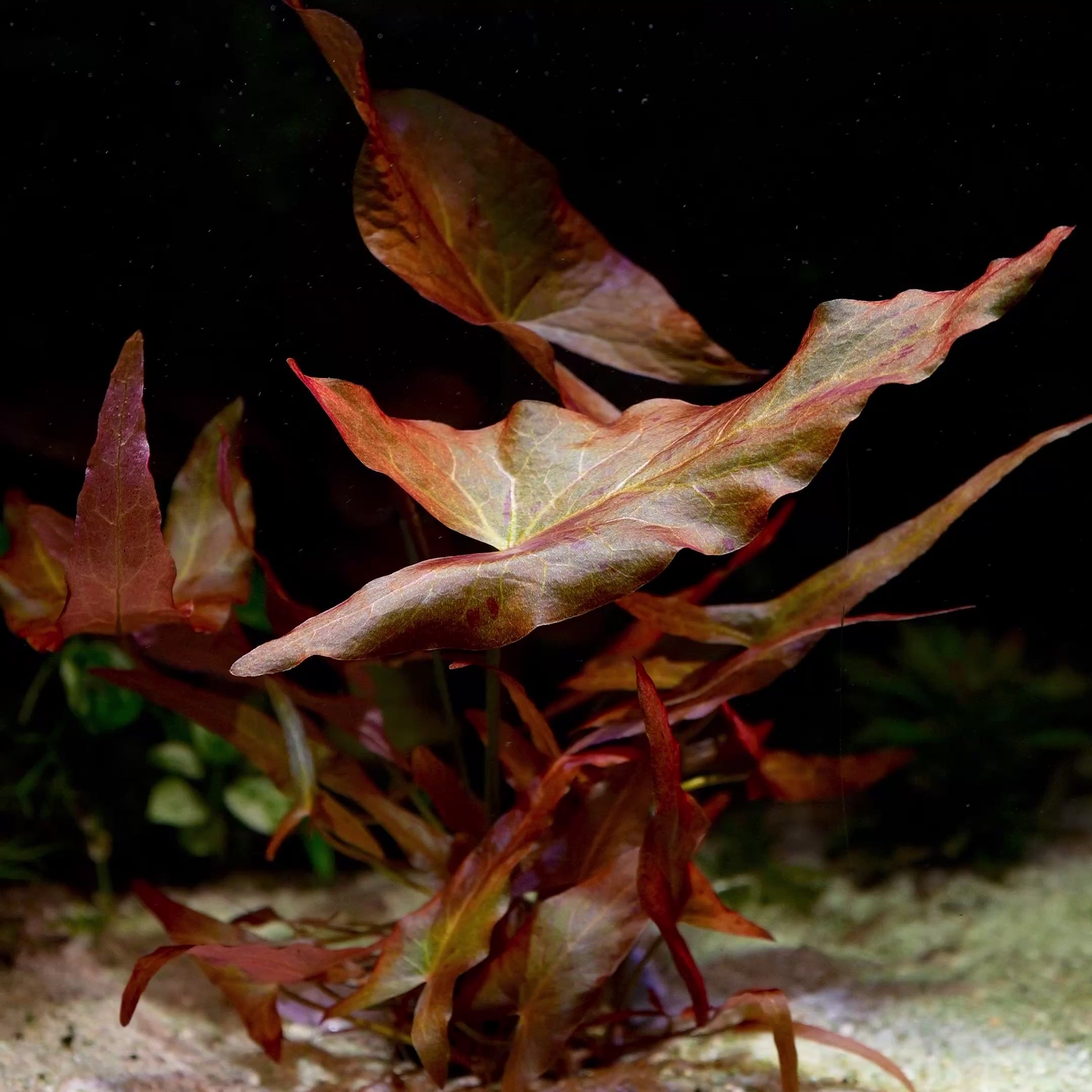 nymphaea rubra red tiger lotus aquarium plant flowing in water