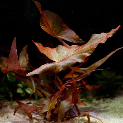 nymphaea rubra red tiger lotus aquarium plant flowing in water