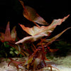 nymphaea rubra red tiger lotus aquarium plant flowing in water