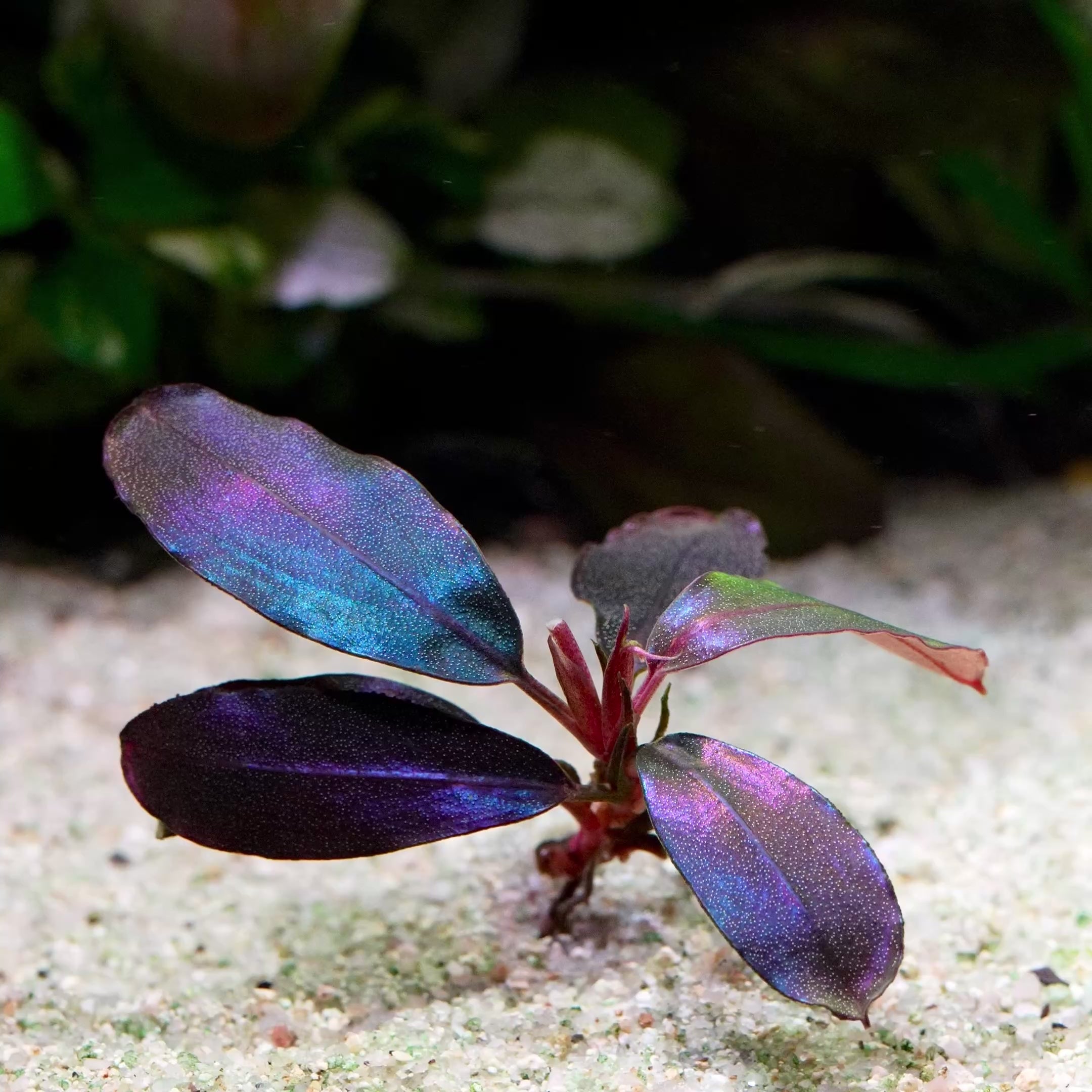 bucephalandra black angel aquarium epiphyte plant flowing in water