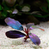 bucephalandra black angel aquarium epiphyte plant flowing in water