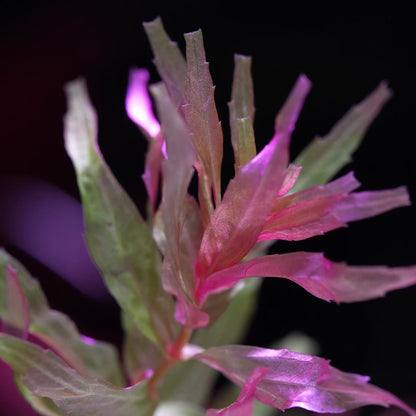 Rotala Macrandra Sp. 'Kochi' - Rare Plant