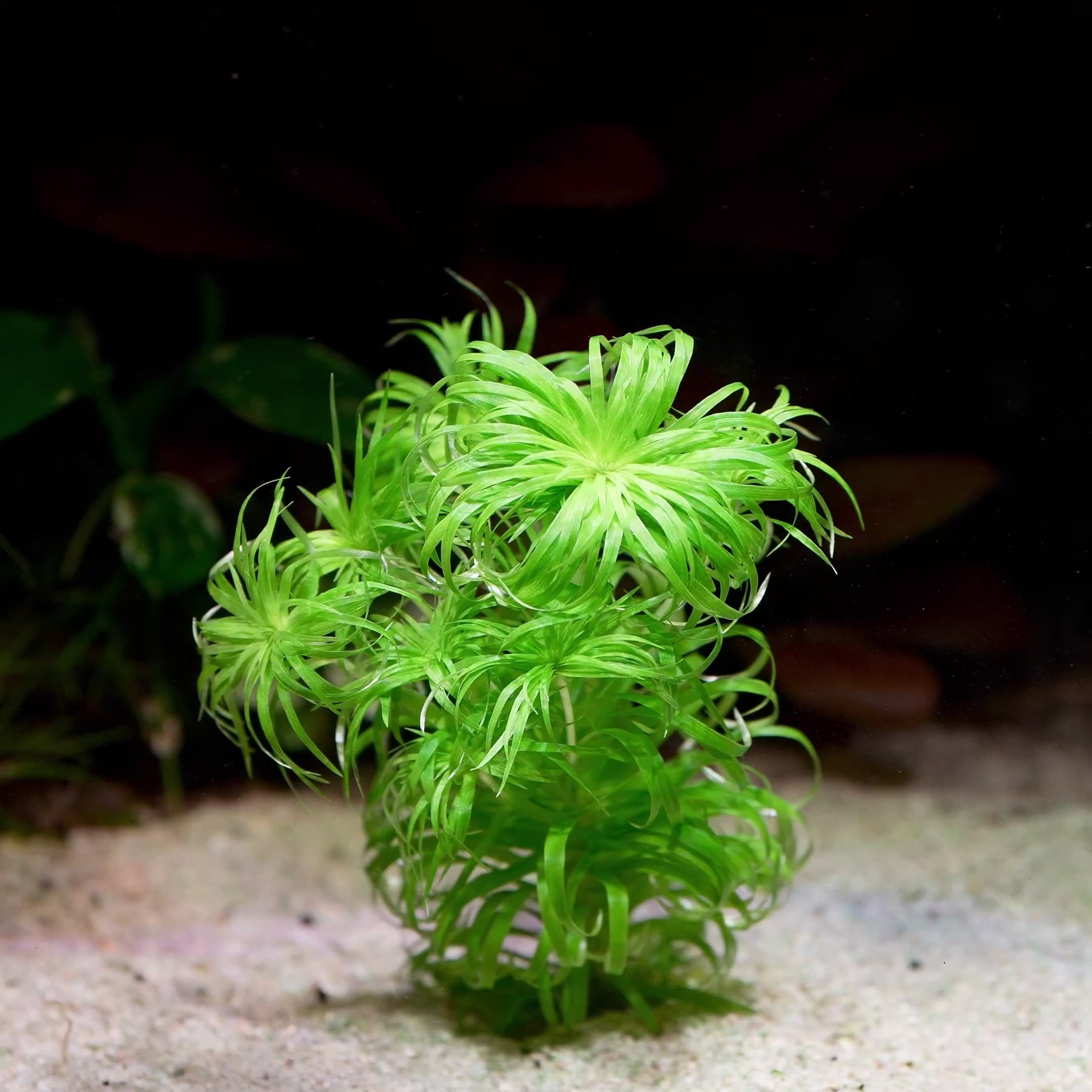 syngonanthus macrocaulon aquarium plant flowing in water
