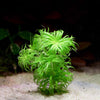 syngonanthus macrocaulon aquarium plant flowing in water