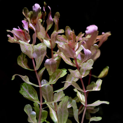 shinnersia rivularis weiss-grün aquarium plant flowing in water