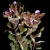 shinnersia rivularis weiss-grün aquarium plant flowing in water