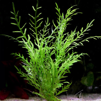 hygrophila odora aquarium plant flowing in water