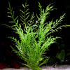 hygrophila odora aquarium plant flowing in water