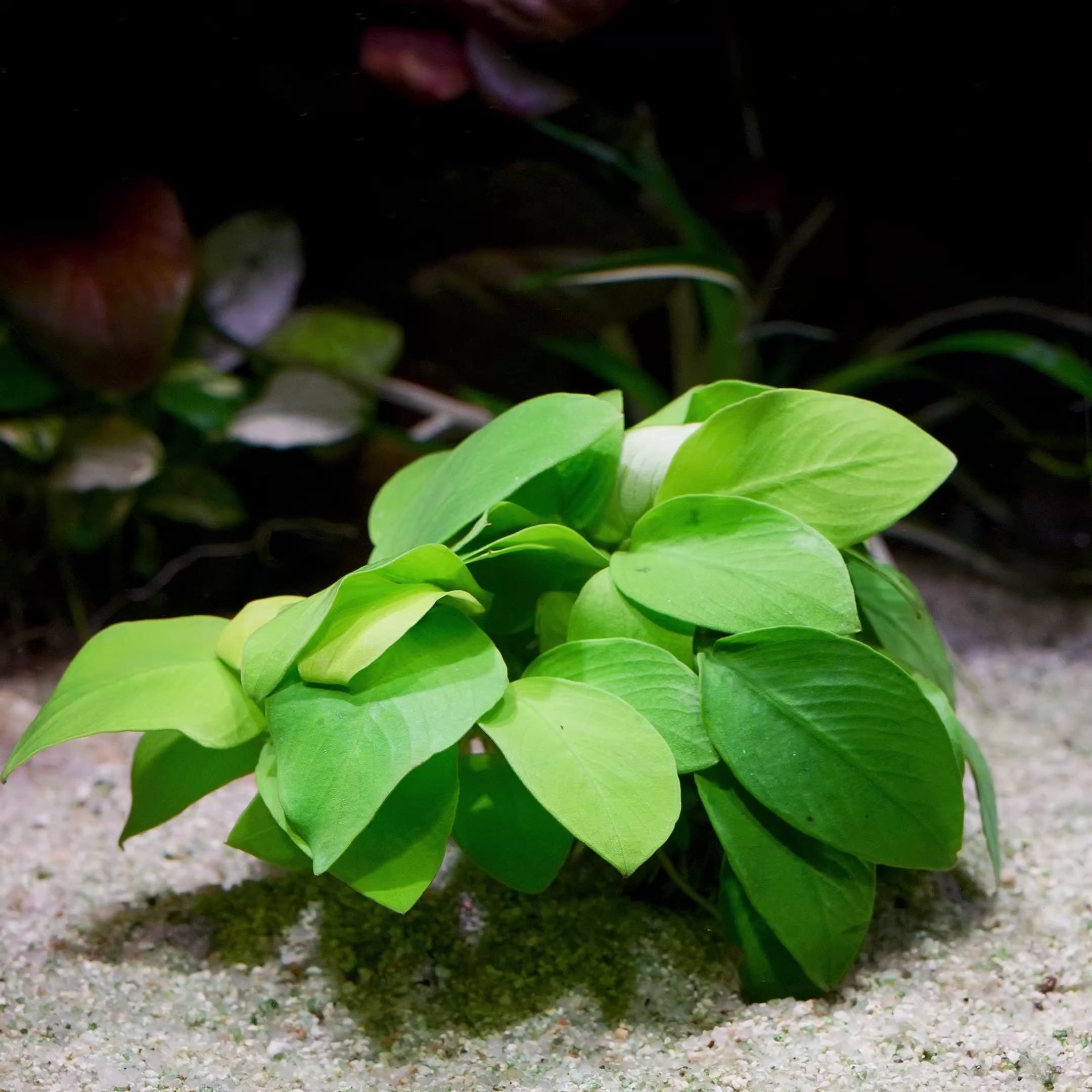 anubias nana golden aquarium epiphyte plant flowing in water