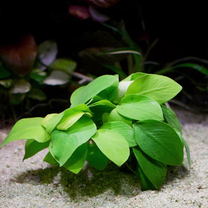 anubias nana golden aquarium epiphyte plant flowing in water
