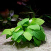 anubias nana golden aquarium epiphyte plant flowing in water
