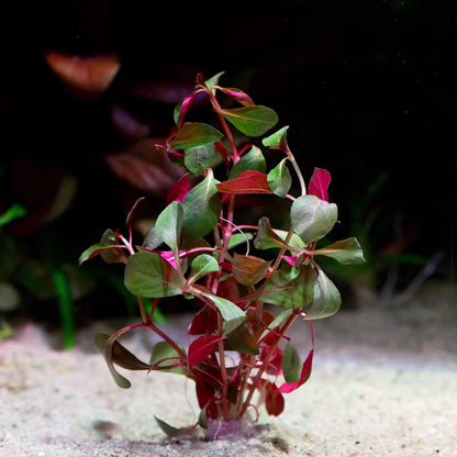 ludwigia glandulosa diamond aquarium plant flowing in water