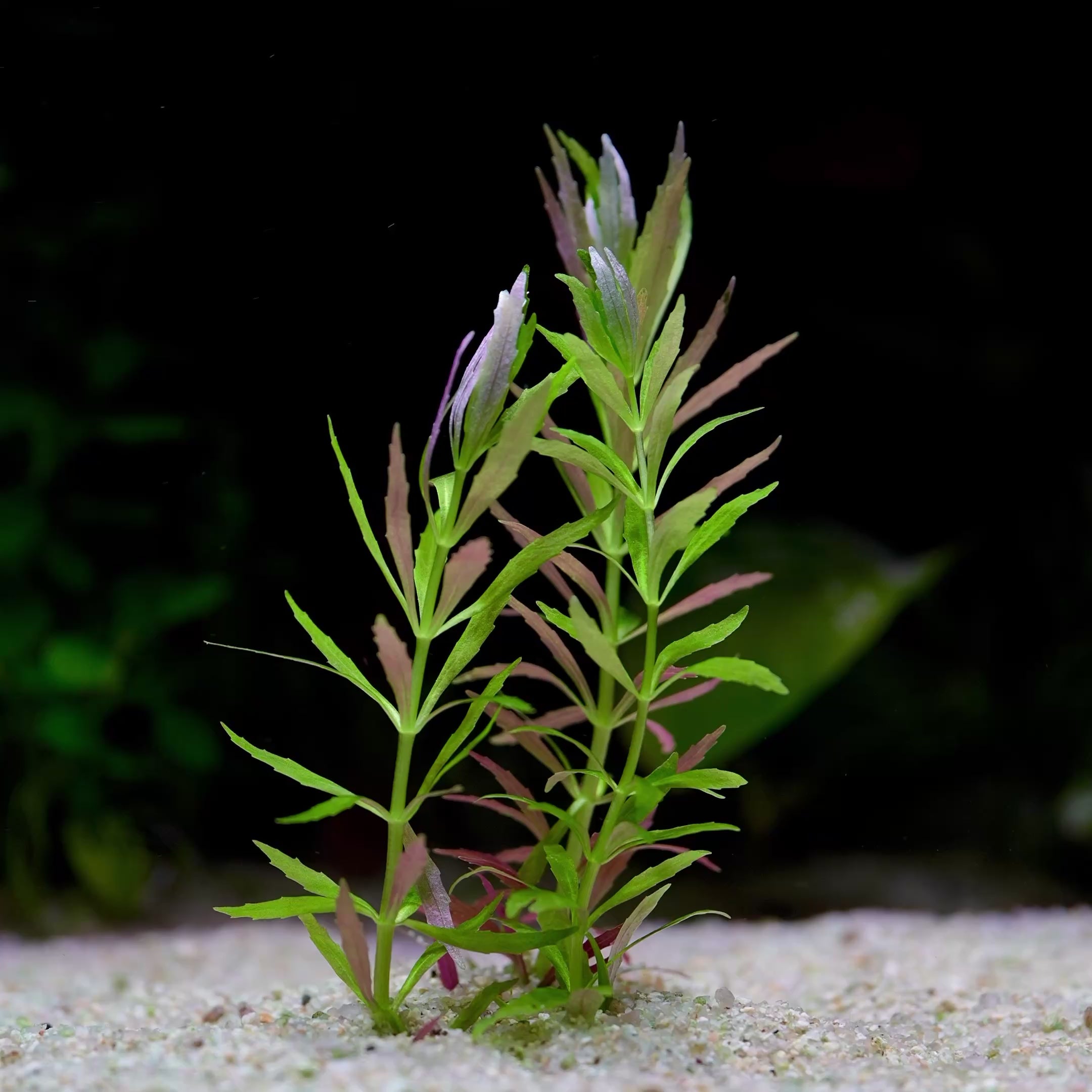 Limnophila Aromatica 'Mini' - Rare Aquarium Plant - CloudAqua