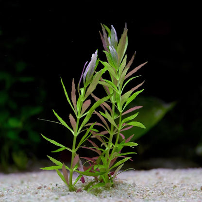 Limnophila Aromatica 'Mini' - Rare Aquarium Plant - CloudAqua