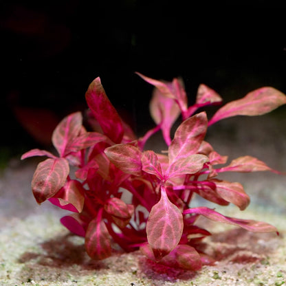 alternanthera reineckii rosanervig aquatic plant flowing in water