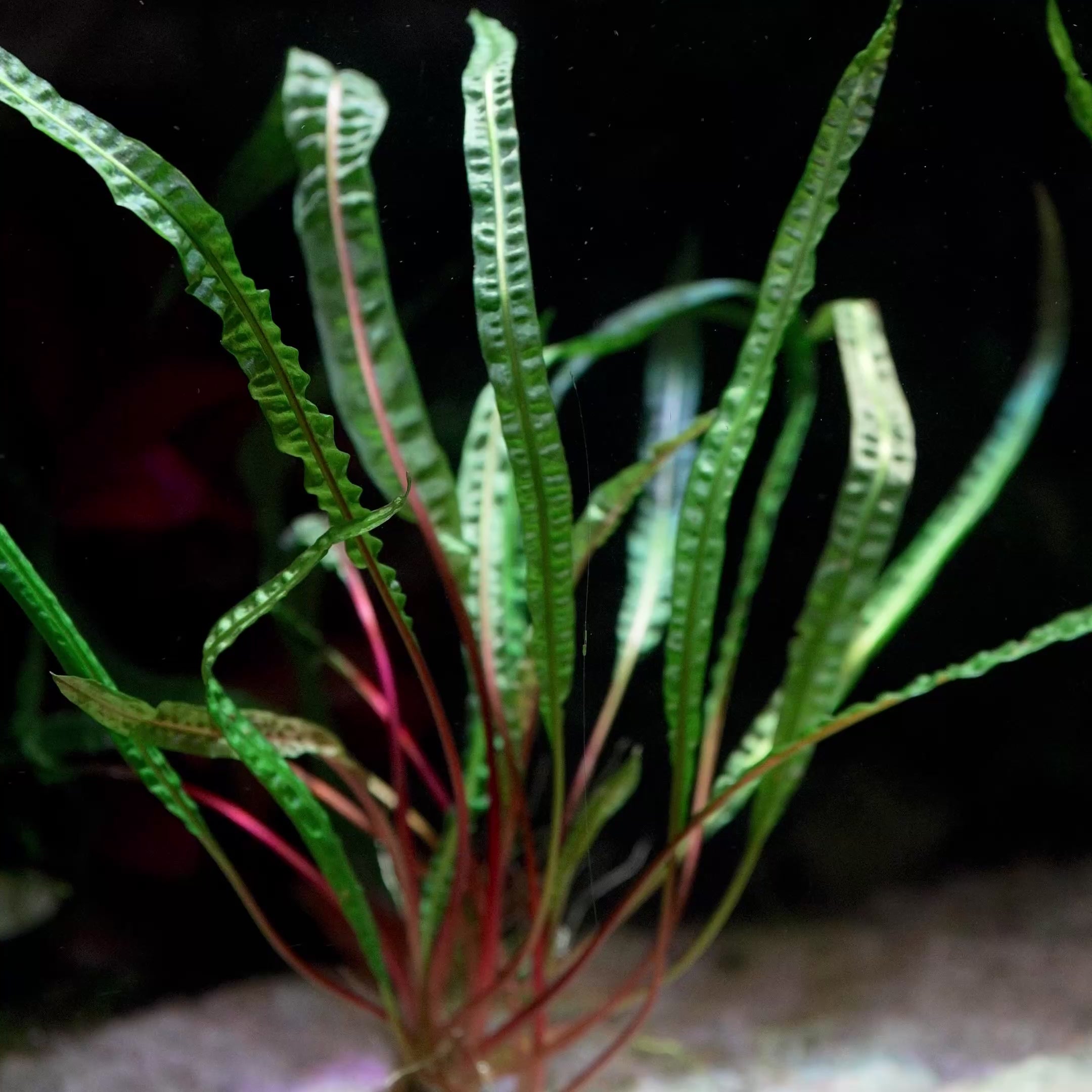 cryptocoryne crispatula var. balansae aquarium plant flowing in water