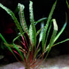 cryptocoryne crispatula var. balansae aquarium plant flowing in water
