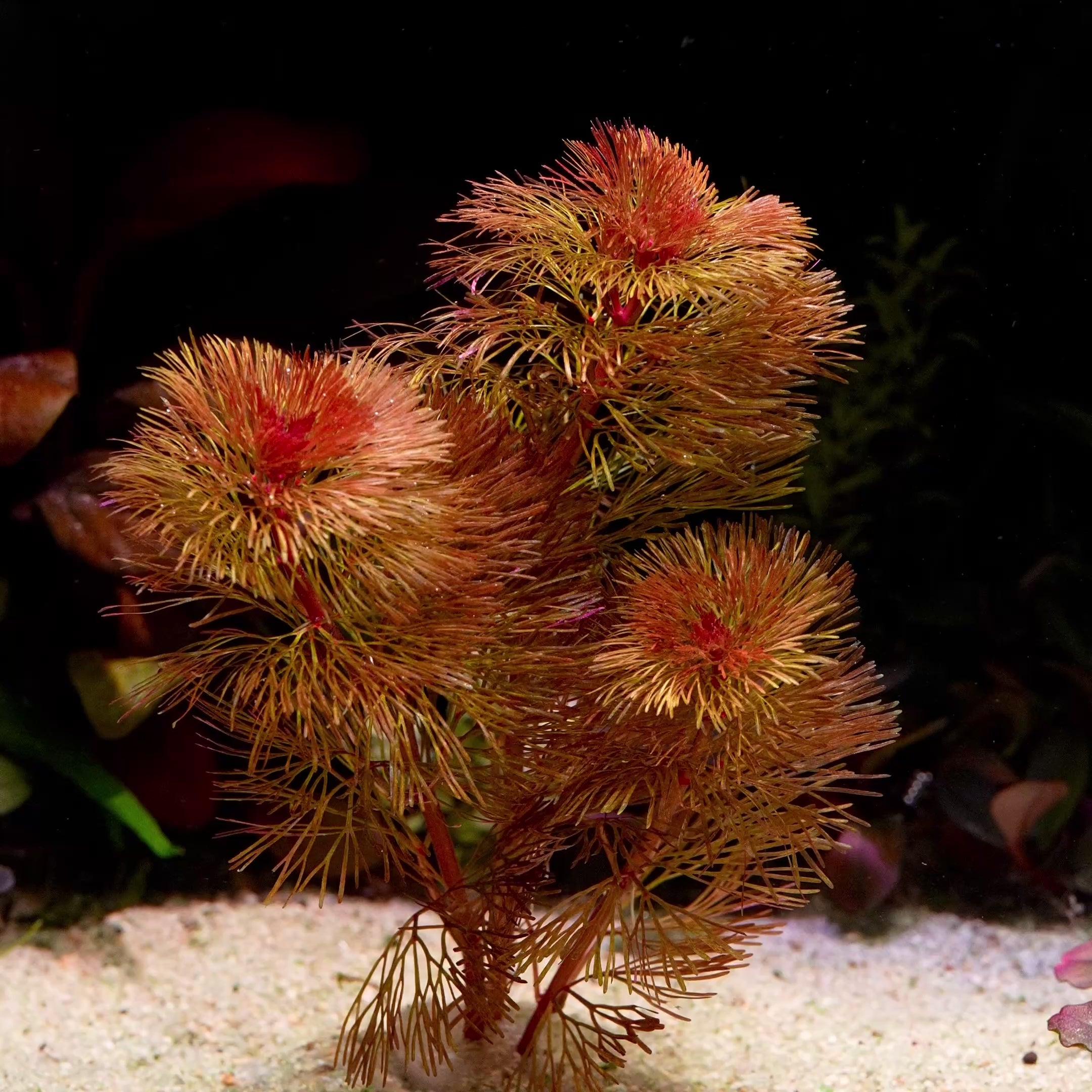 cabomba furcata aquarium plant flowing in water
