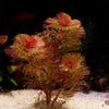 cabomba furcata aquarium plant flowing in water