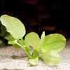 echinodorus yellow sun amazon sword aquarium plant flowing in water