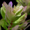 macro shot of rotala sahyadrica aquarium plant flowing in water