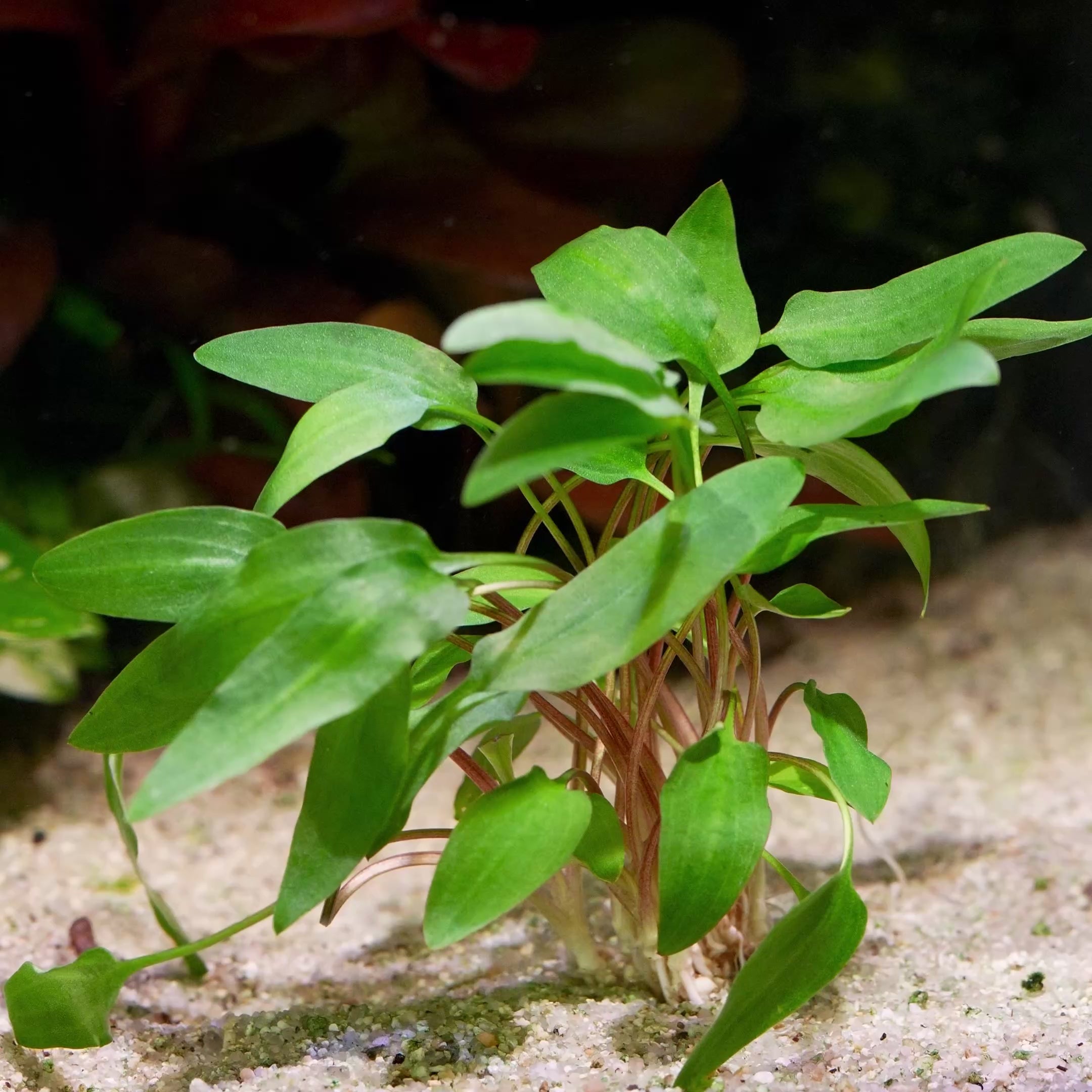 cryptocoryne affinis red aquarium plant flowing in water
