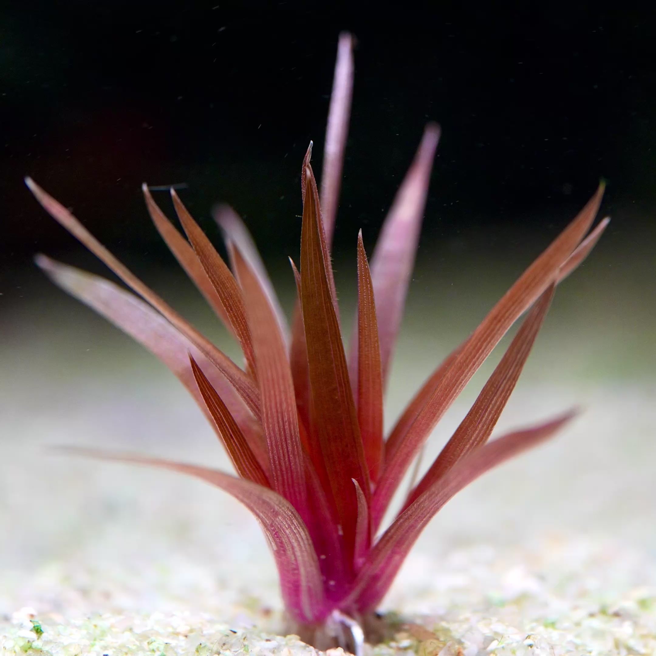 eriocaulon quinquangulare aquatic plant flowing in water