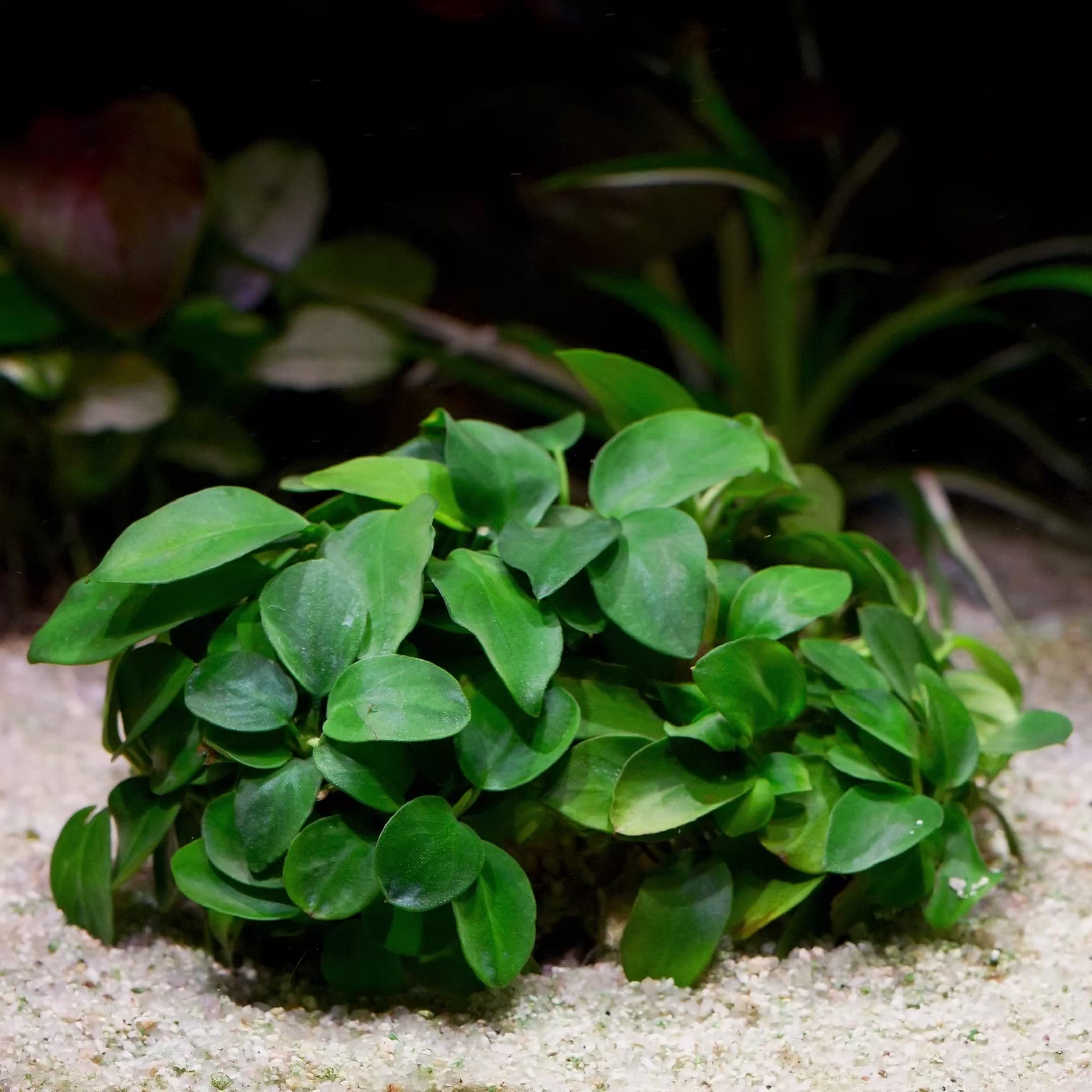 Anubias nana 'Taiwan' - Plant