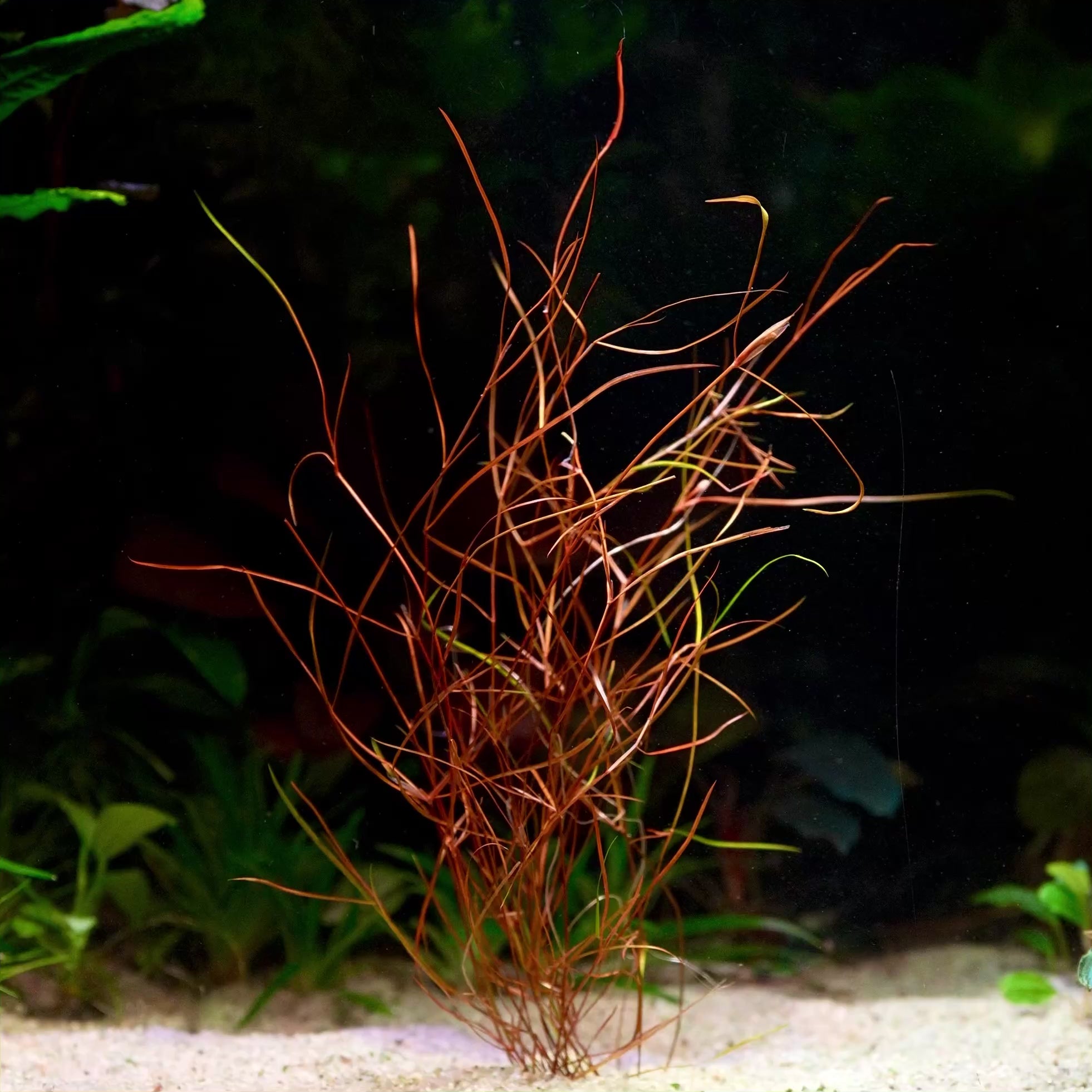 potamogeton octandrus red aquarium plant flowing in water