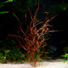 potamogeton octandrus red aquarium plant flowing in water