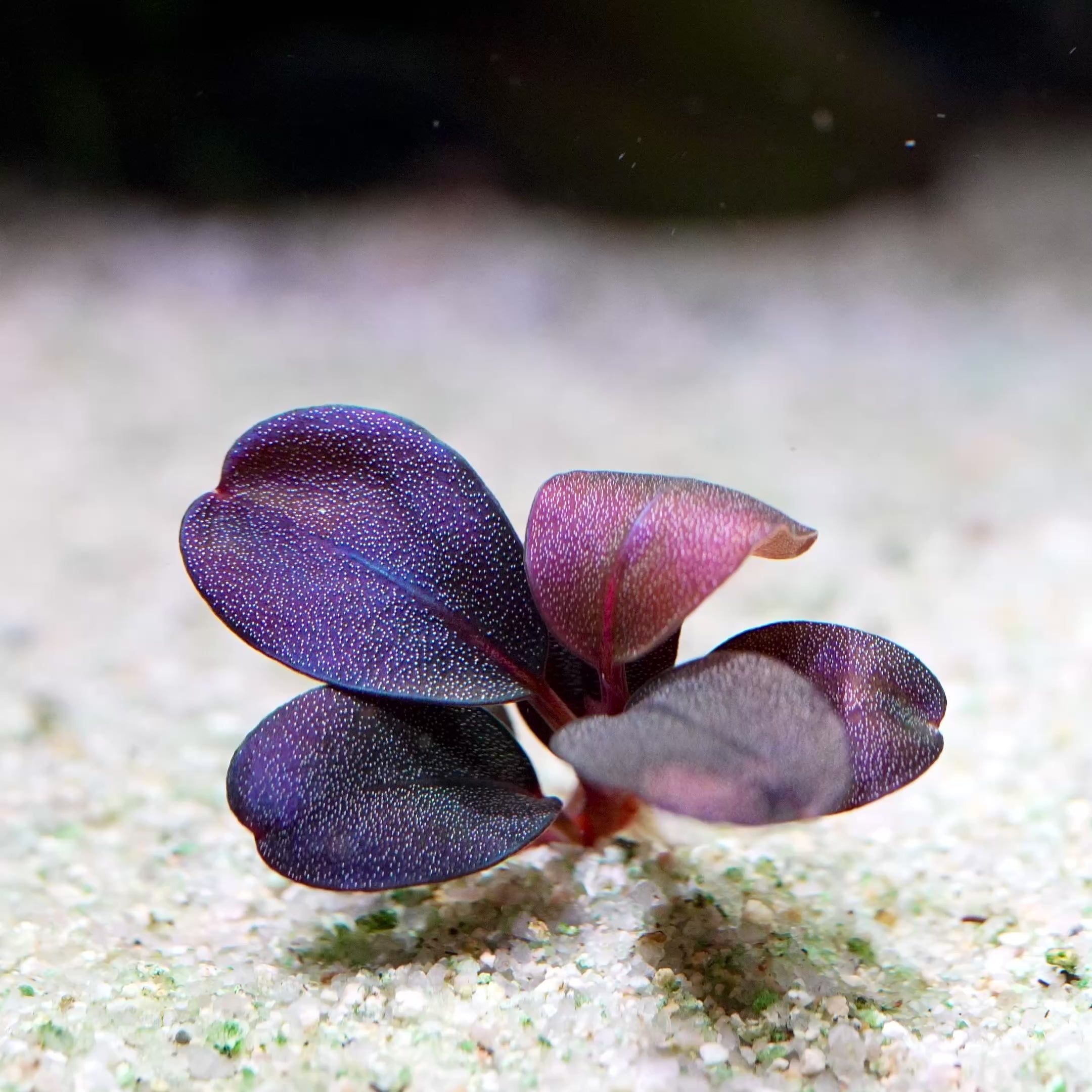 水草 Bucephalandra sp.Purple Bucephalandra 'Serenity' - Rare Aquarium Plant - CloudAqua – Cloud