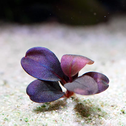 bucephalandra serenity aquarium epiphyte plant flowing in water