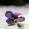 bucephalandra serenity aquarium epiphyte plant flowing in water