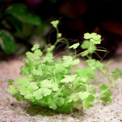 hydrocotyle tripartita aquarium plant flowing in water