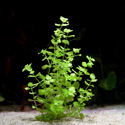 micranthemum umbrosum aquatic plant flowing in water