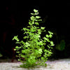 micranthemum umbrosum aquatic plant flowing in water