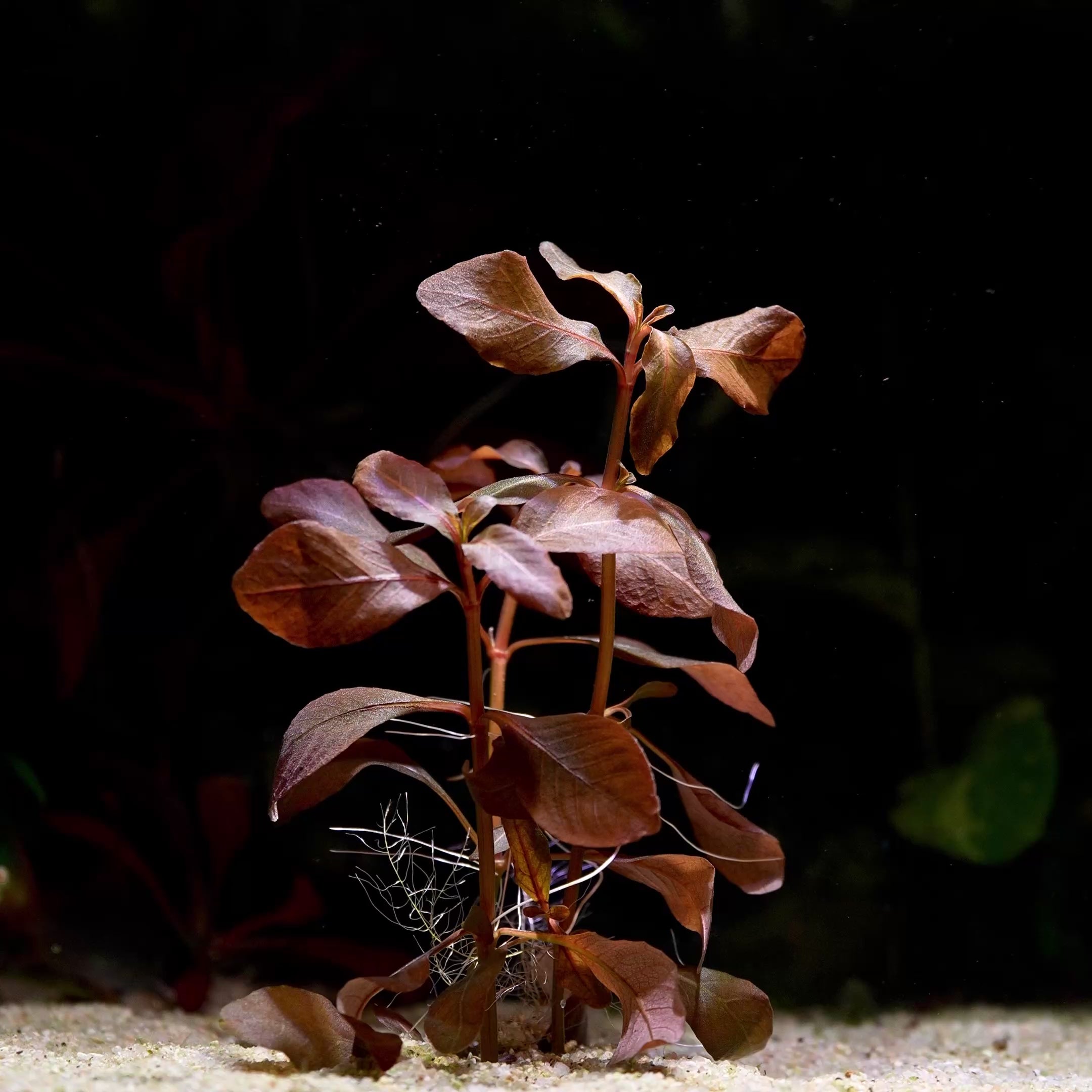 hygrophila brown rare aquatic plant flowing in water