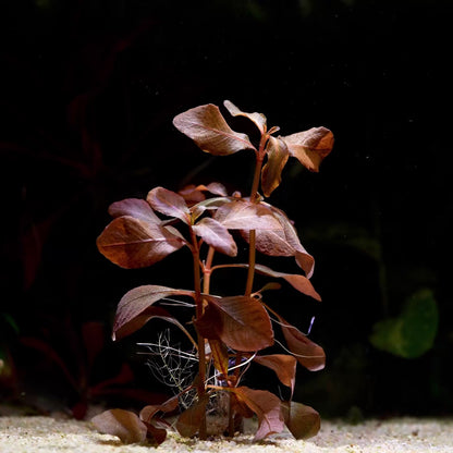hygrophila brown rare aquatic plant flowing in water