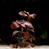 hygrophila brown rare aquatic plant flowing in water