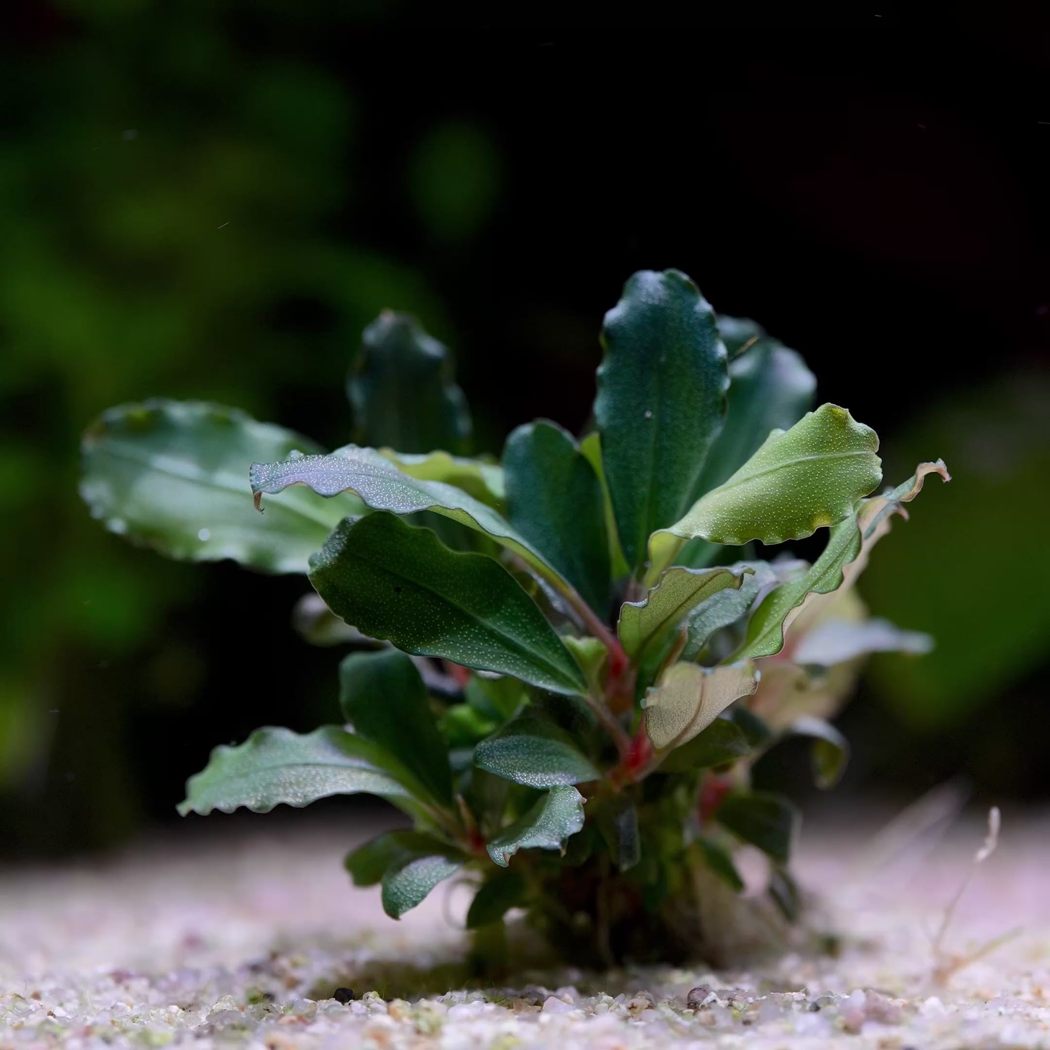 Bucephalandra Sp. 'Red' - Tropical Aquarium Plant - CloudAqua