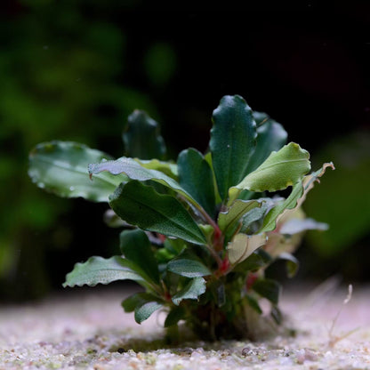 Bucephalandra Sp. 'Red' - Tropical Aquarium Plant - CloudAqua