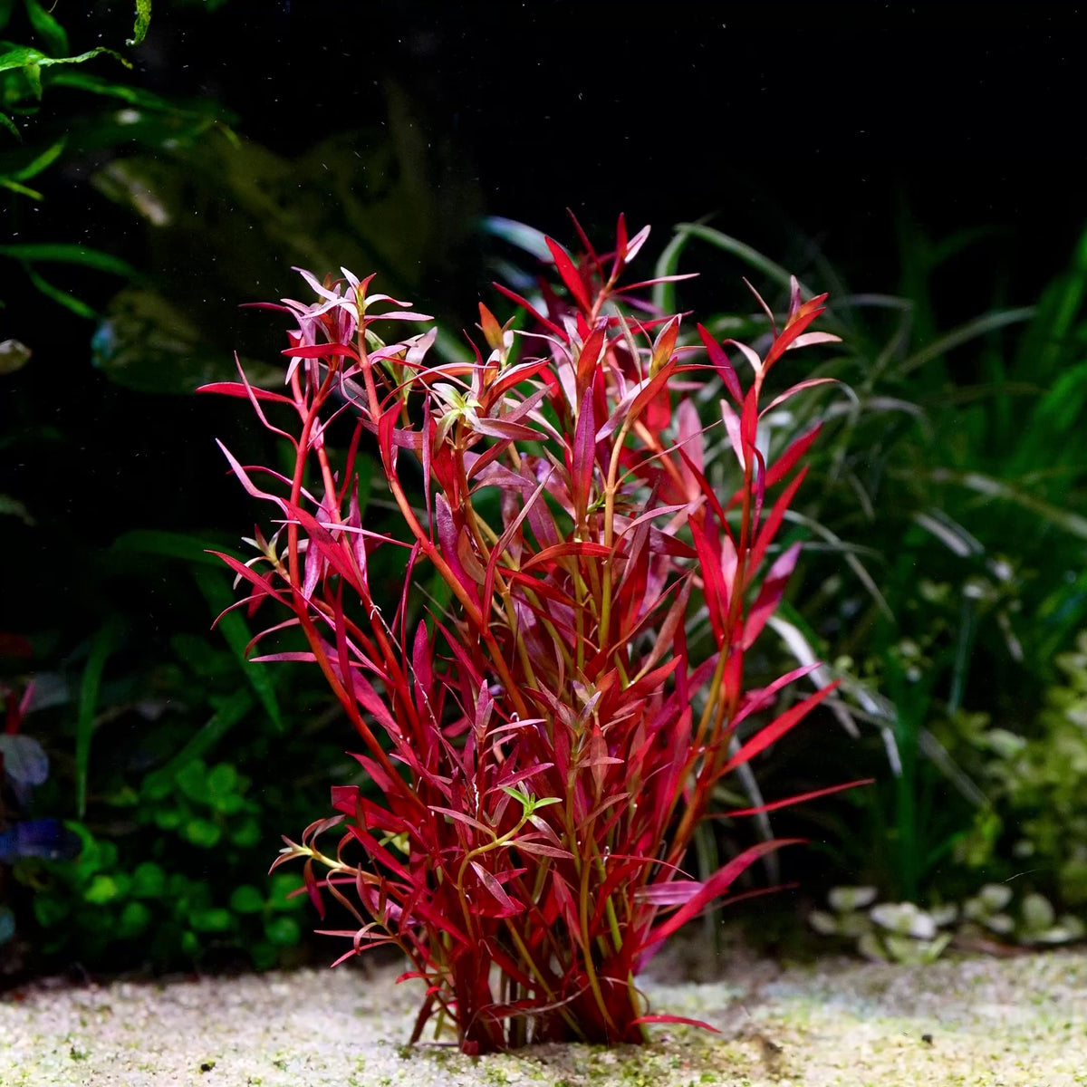ludwigia arcuata aquarium stem plant flowing in water