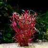 ludwigia arcuata aquarium stem plant flowing in water