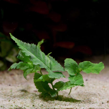 bolbitis heteroclita asiatica aquatic fern plant flowing in water