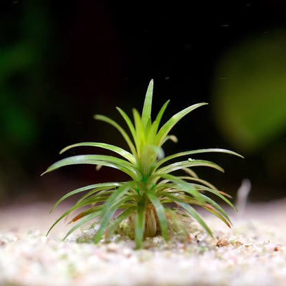 Syngonanthus Sp. 'Vichada' - Rare Aquarium Plant - CloudAqua
