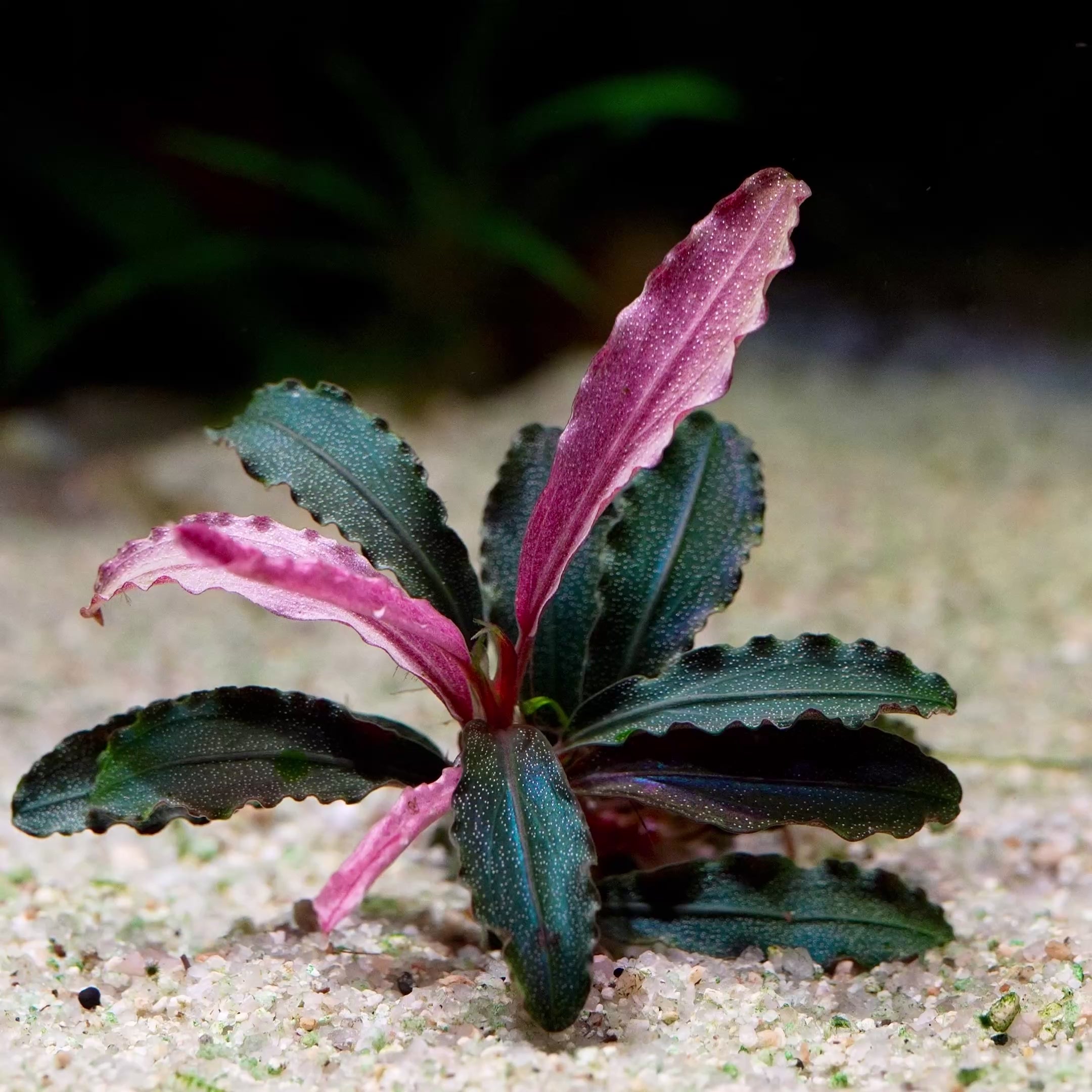 Bucephalandra 'Kedagang Red' - Tropical Aquarium Plant - CloudAqua