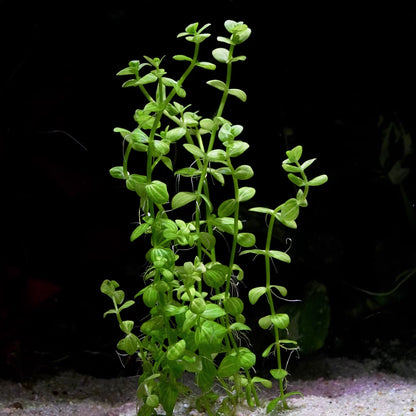 lindernia rotundifolia variegated aquarium plant flowing in water