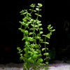 lindernia rotundifolia variegated aquarium plant flowing in water
